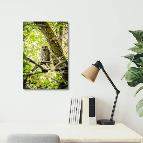 Photograph • Owlet, Nature, Woodland, Barred Owl | Photography by Honeycomb. Item composed of metal and paper