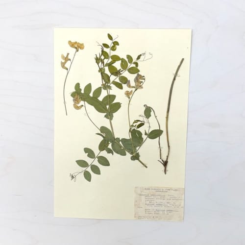 Vintage Pressed Botanical #34 | Pressing in Art & Wall Decor by Farmhaus + Co.