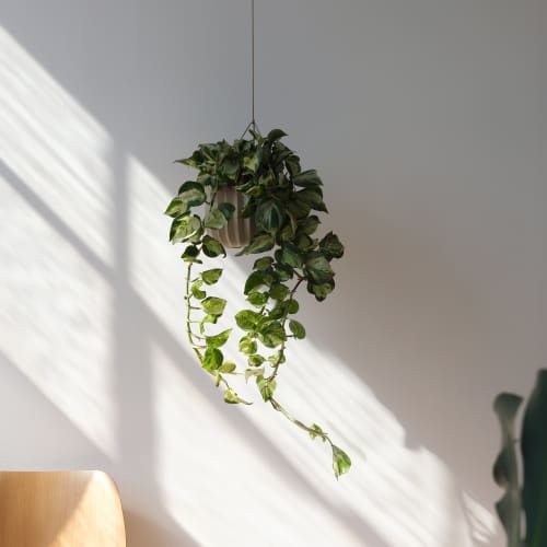 Wrap Hanging Kit | Planter in Vases & Vessels by Misewell