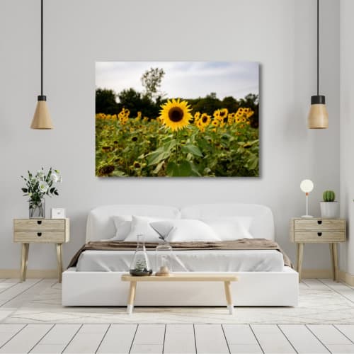 Photograph • Sunflower Fields, Nature, Flowers, Landscape | Photography by Honeycomb. Item made of metal with paper