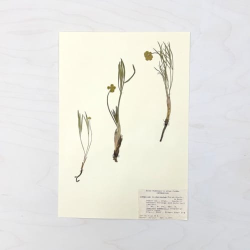 Vintage Pressed Botanical #16 | Pressing in Art & Wall Decor by Farmhaus + Co.