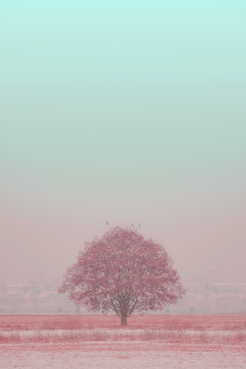 Lone pink tree | Photography by Louise O'Gorman