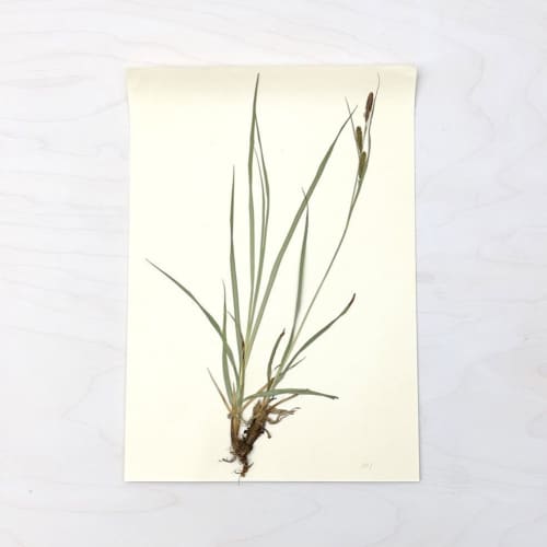 Vintage Pressed Botanical #23 | Pressing in Art & Wall Decor by Farmhaus + Co.