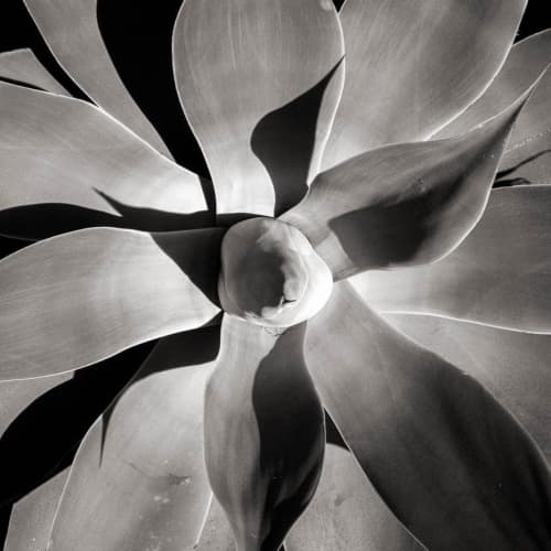 L. Blackwood - Desert Botanical #1 | Photography by Farmhaus + Co.. Item composed of paper