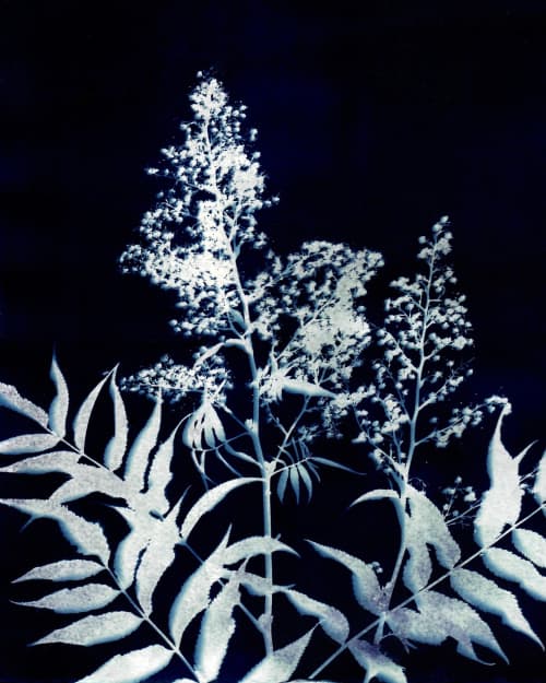 Colorado Alpine Flower Three | Prints in Paintings by Kathy Ferguson Art