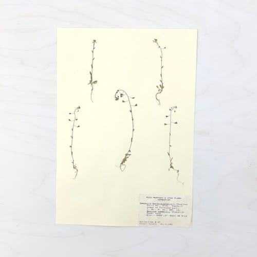 Vintage Pressed Botanical #20 | Pressing in Art & Wall Decor by Farmhaus + Co.