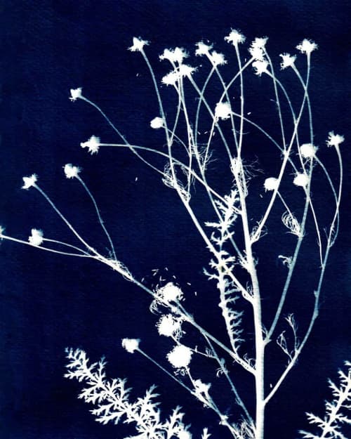 Colorado Wild Daisy | Prints in Paintings by Kathy Ferguson Art