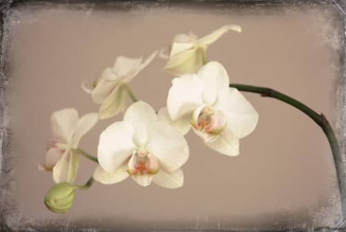 Orchid | Photography by Louise O'Gorman