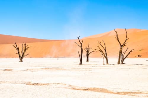Namibian Dead Trees, Natures Perfect Landscape | Photography by Richard Silver Photo. Item made of paper