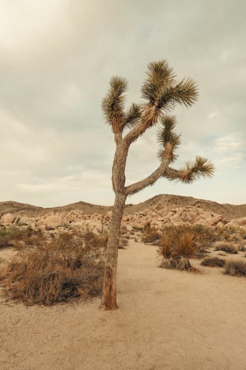 Vintage Joshua Tree | Photography by Korbin Bielski Fine Art Photography. Item composed of paper