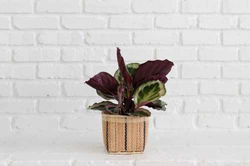 6" Prayer Plant + Basket | Planter in Vases & Vessels by NEEPA HUT. Item composed of wood