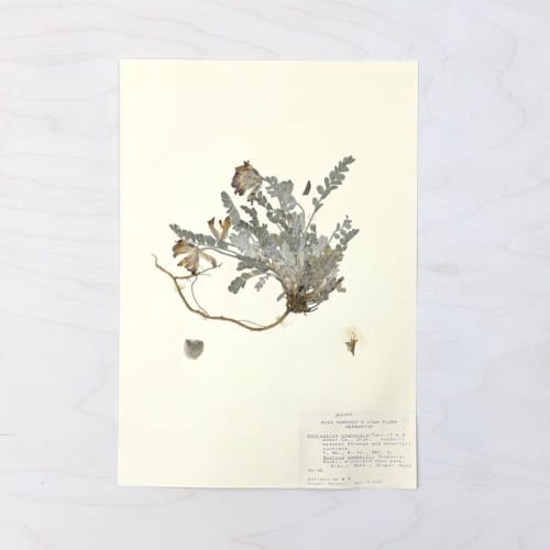 Vintage Pressed Botanical #17 | Pressing in Art & Wall Decor by Farmhaus + Co.