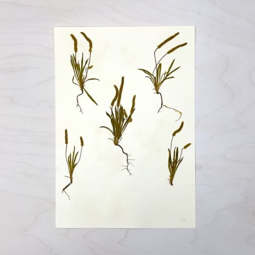 Vintage Pressed Botanical #2 | Pressing in Art & Wall Decor by Farmhaus + Co.
