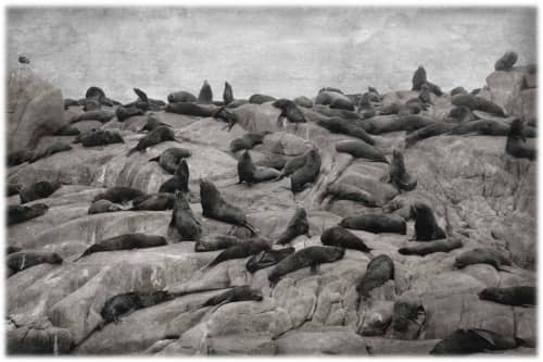 Los Lobos de Mar | Photography by Louise O'Gorman