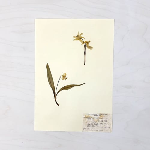 Vintage Pressed Botanical #5 | Pressing in Art & Wall Decor by Farmhaus + Co.