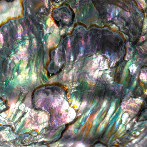 Abalone | Wallpaper in Wall Treatments by Wallcovetings by Brenda Houston. Item composed of paper
