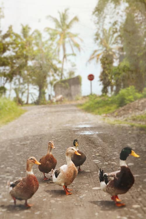 Ducks and drakes | Photography by Louise O'Gorman