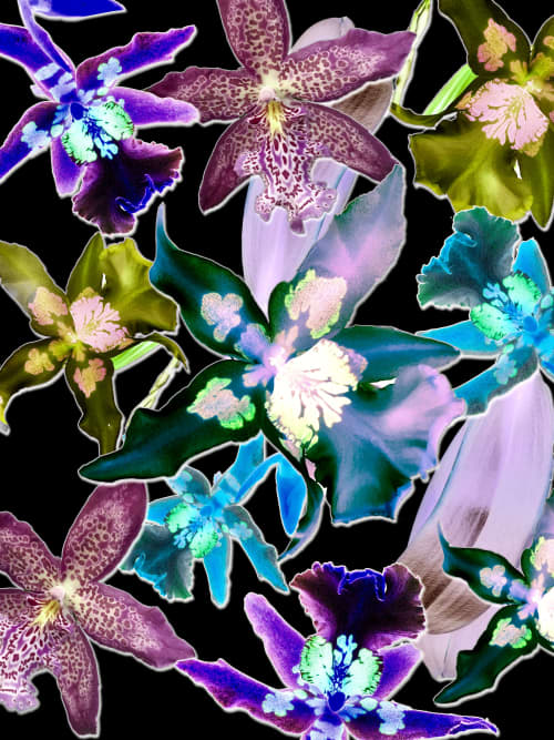 Orchid You Not - 6 Versions | Photography by Joanie Landau