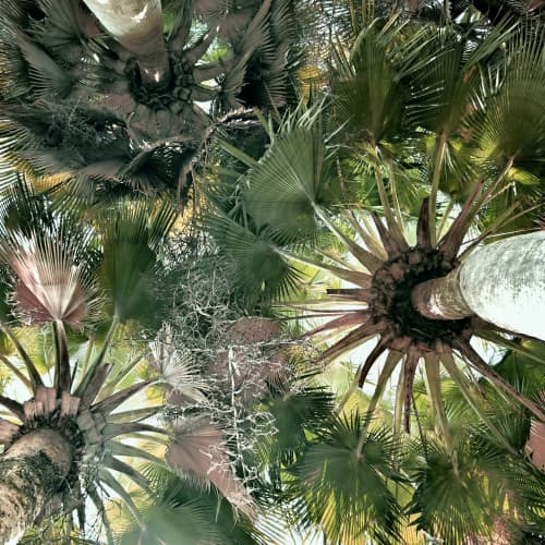 Palms IV | Photography by Neon Dunes by Lily Keller