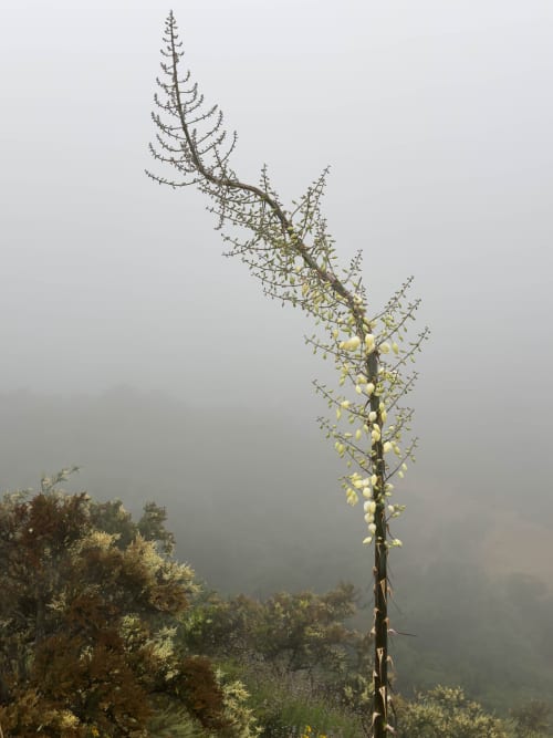 Foggy Trail | Photography by Korbin Bielski Fine Art Photography. Item composed of paper