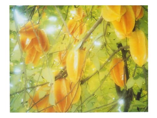 Stars grow on trees | Photography by She Hit Pause. Item made of paper