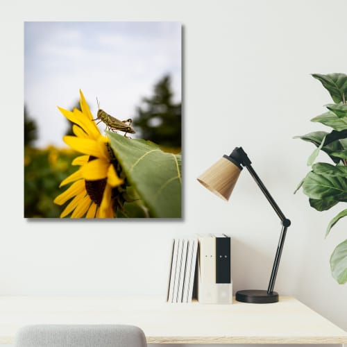 Photograph • Sunflowers, Grasshopper, Insects, Nature | Photography by Honeycomb. Item composed of metal and paper