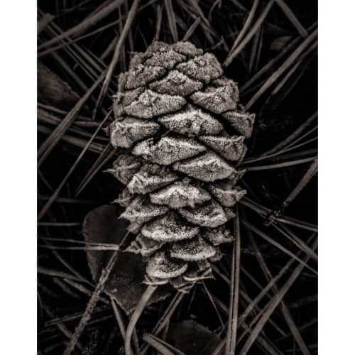 L. Blackwood - Pinecone | Photography by Farmhaus + Co.. Item made of paper