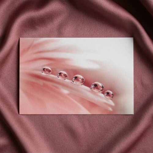 Pink Floral Art Prints: Peace - Dew Drops on Petals | Photography by PIPA Designs