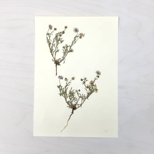 Vintage Pressed Botanical #30 | Pressing in Art & Wall Decor by Farmhaus + Co.