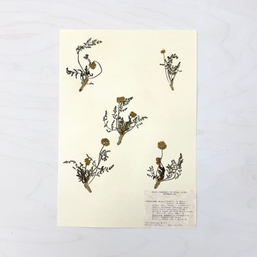 Vintage Pressed Botanical #6 | Pressing in Art & Wall Decor by Farmhaus + Co.