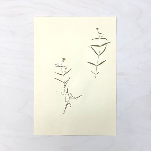 Vintage Pressed Botanical #40 | Pressing in Art & Wall Decor by Farmhaus + Co.