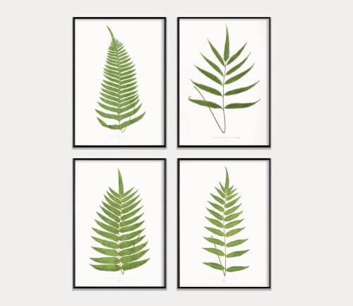 Fern Print Set, Fern Prints set of 4, set of 4 fern prints | Prints by Capricorn Press. Item composed of paper in boho or minimalism style