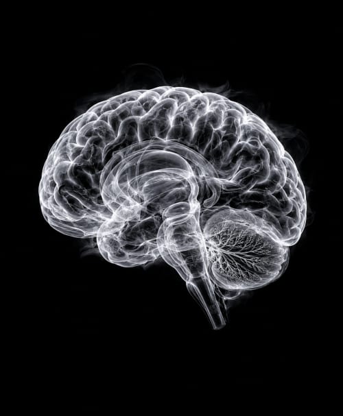 EXPOSED 005 — BRAIN | Decorative Objects by Exposedart