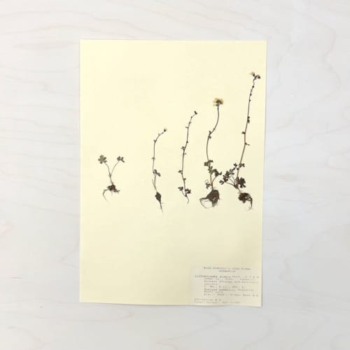Vintage Pressed Botanical #15 | Pressing in Art & Wall Decor by Farmhaus + Co.. Item made of linen