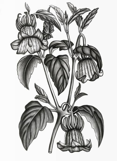 "Calonyction Diversifolium Sulfureum" Print | Prints by Stevie Howell. Item made of paper