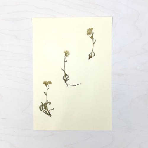 Vintage Pressed Botanical #32 | Pressing in Art & Wall Decor by Farmhaus + Co.