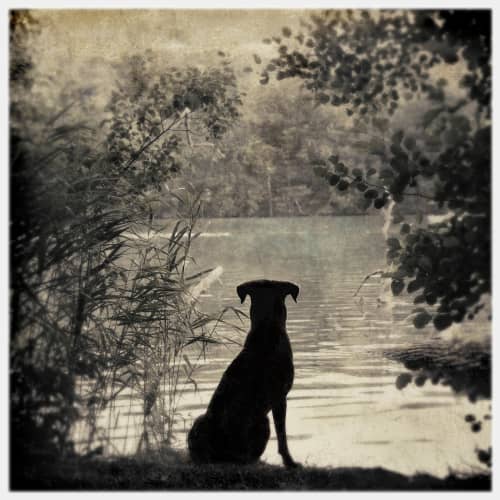 Waiting for you - (dog) | Photography by Louise O'Gorman