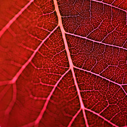 Crimson Vein — Abstract Botanical Photography Print | Photography by Ava Bock Art