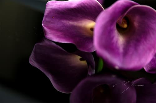 Emulate | Photography by Eric C. Jackson Studio, LLC.