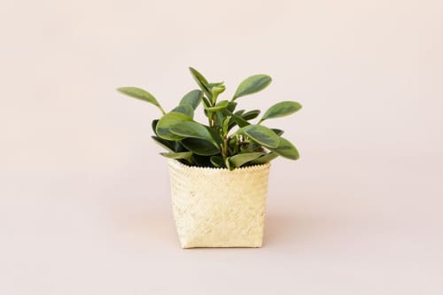 6" Marble Peperomia + Basket | Planter in Vases & Vessels by NEEPA HUT. Item made of wood