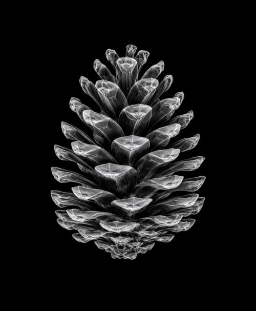 EXPOSED AUTUMN — PINECONE | Decorative Objects by Exposedart