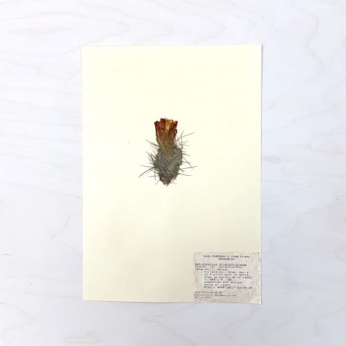 Vintage Pressed Botanical #38 | Pressing in Art & Wall Decor by Farmhaus + Co.