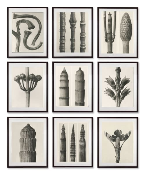 Set of 9 botanical prints by Karl Blossfeldt | Photography by Capricorn Press. Item made of paper works with boho & minimalism style