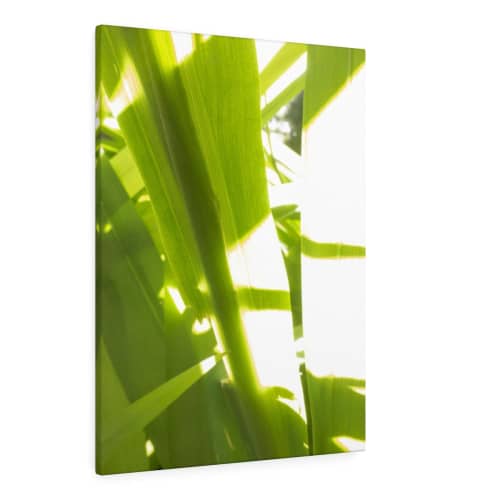 Sunkissed_3600  --  the life-giving energy of nature | Prints in Paintings by Petra Trimmel. Item made of canvas & paper