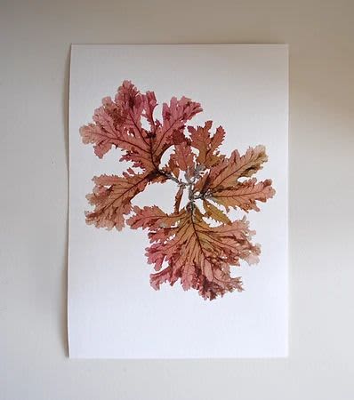 Pressed Seaweed, Single 98. A5. | Pressing in Art & Wall Decor by Jasmine Linington. Item composed of paper