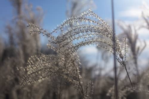 Sun through Pampas Grass | Photography by Caroyl La Barge›. Item in contemporary or country & farmhouse style