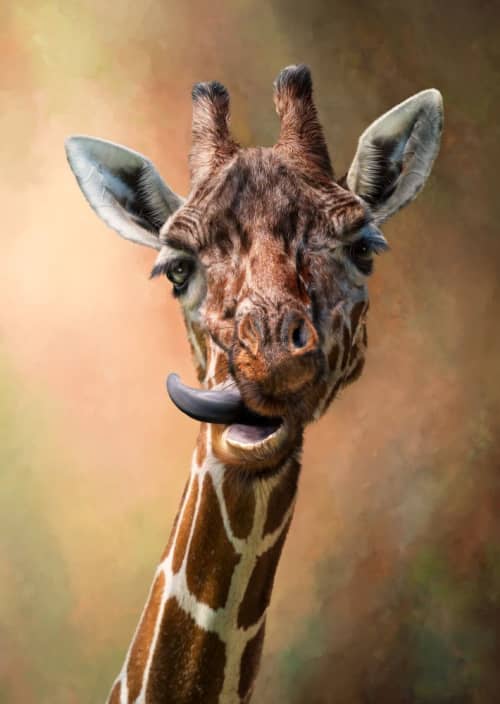 Yum! | Photography by Judy Reinford. Item composed of paper