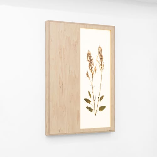 Herbarium: Rumex Acetosa - Wall Light Sculpture | Wall Sculpture in Wall Hangings by Mateusz Wappa Design & Research. Item composed of birch wood and glass in minimalism or modern style
