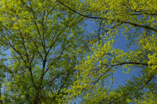Spring Greens against the blue sky. | Photography by Caroyl La Barge›. Item works with contemporary & country & farmhouse style
