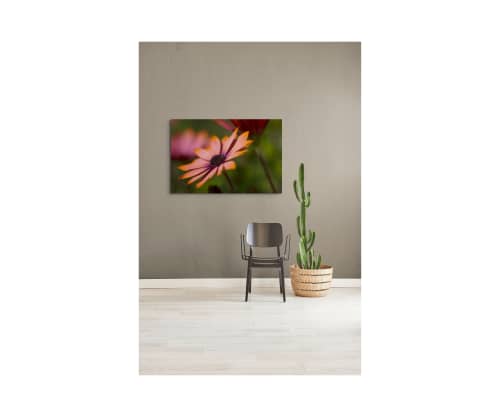 Salmon colored osteospermum Portrait | Photography by Caroyl La Barge›. Item made of canvas & paper compatible with contemporary and country & farmhouse style